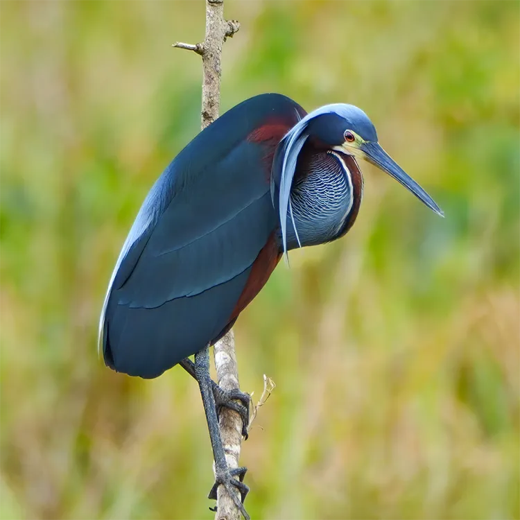 Agami Heron