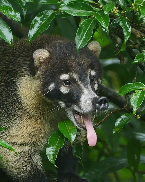 Costa Rica Coati