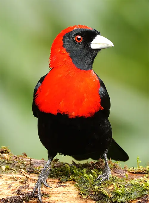 Crimson-collared Tanager