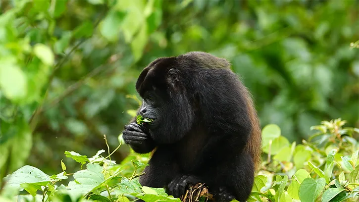 Howler Monkey