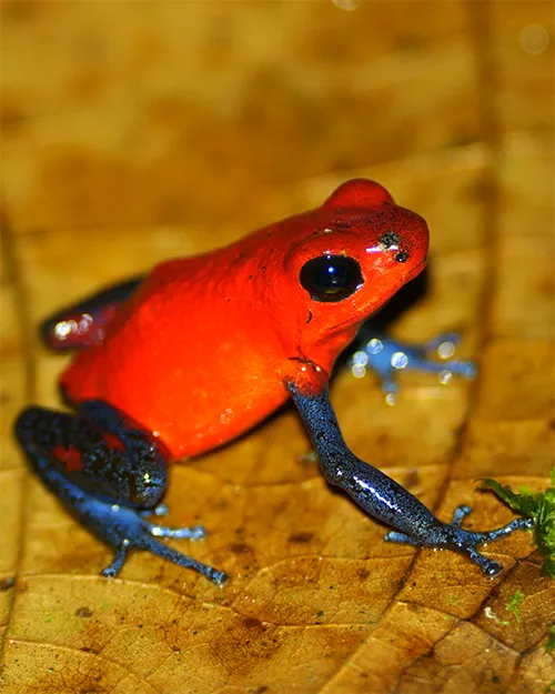 Costa Rica Blue Jeans Frog