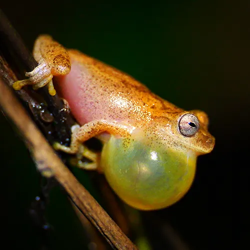 Dendropsophus