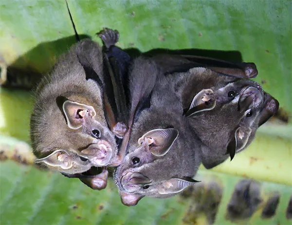 Fruit Bats
