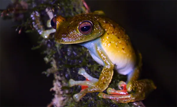 Red-webbed Tree Frog