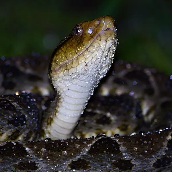 Fer-de-lance Snake