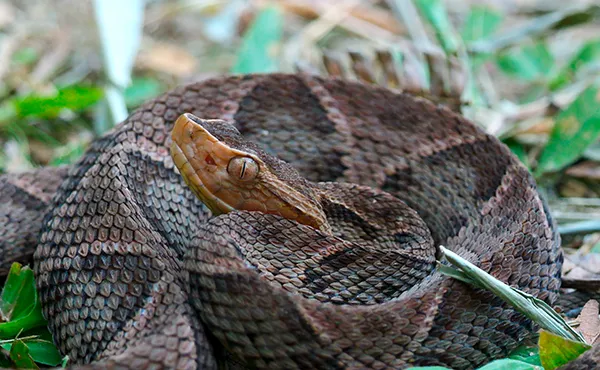 Fer-de-lance Snake at Tapir Valley
