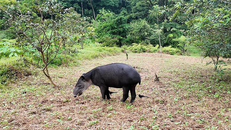 Tapir Valley Grassland Habitat