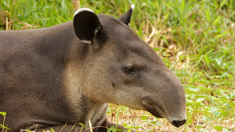 Tapir Valley Nature Reserve
