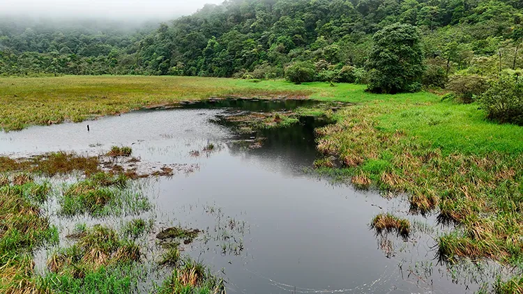 Tapir Valley Wetland Habitat