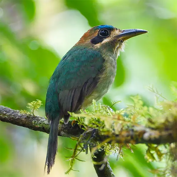 Tody Motmot
